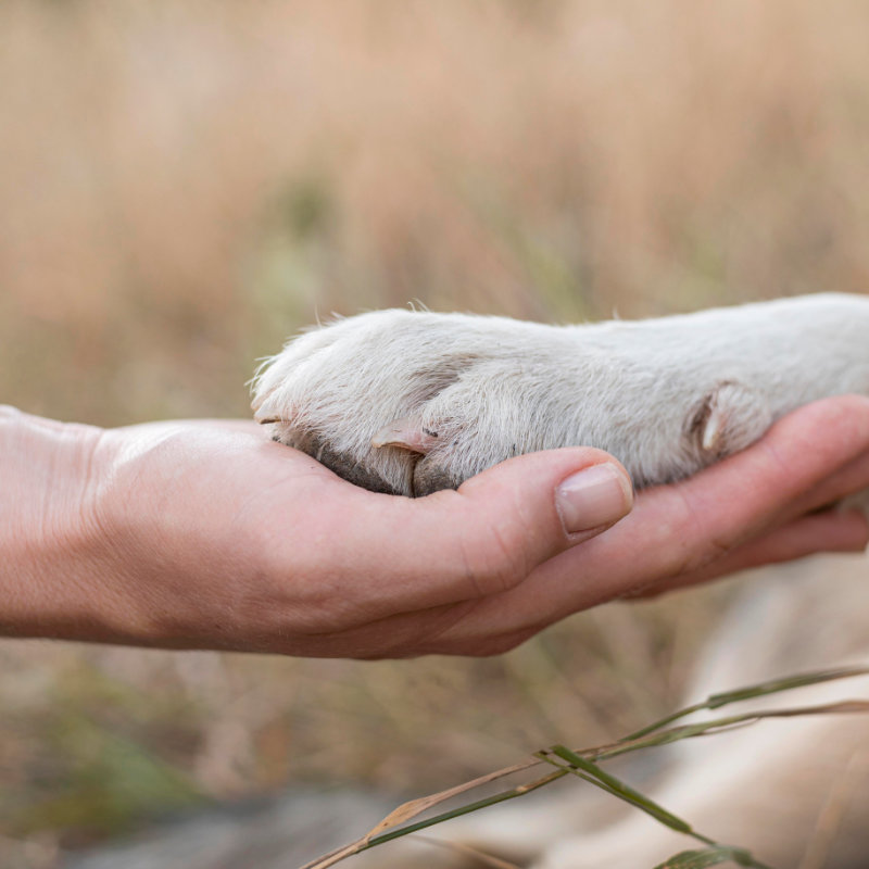 Area cani Casale El Galet